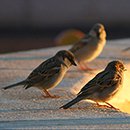 cc - photo by Avital Pinnik from Flickr