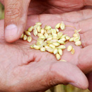 cc - photo by CIMMYT from flickr