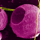 cc - photo by PNNL - Pacific Northwest National Laboratory - from Flick