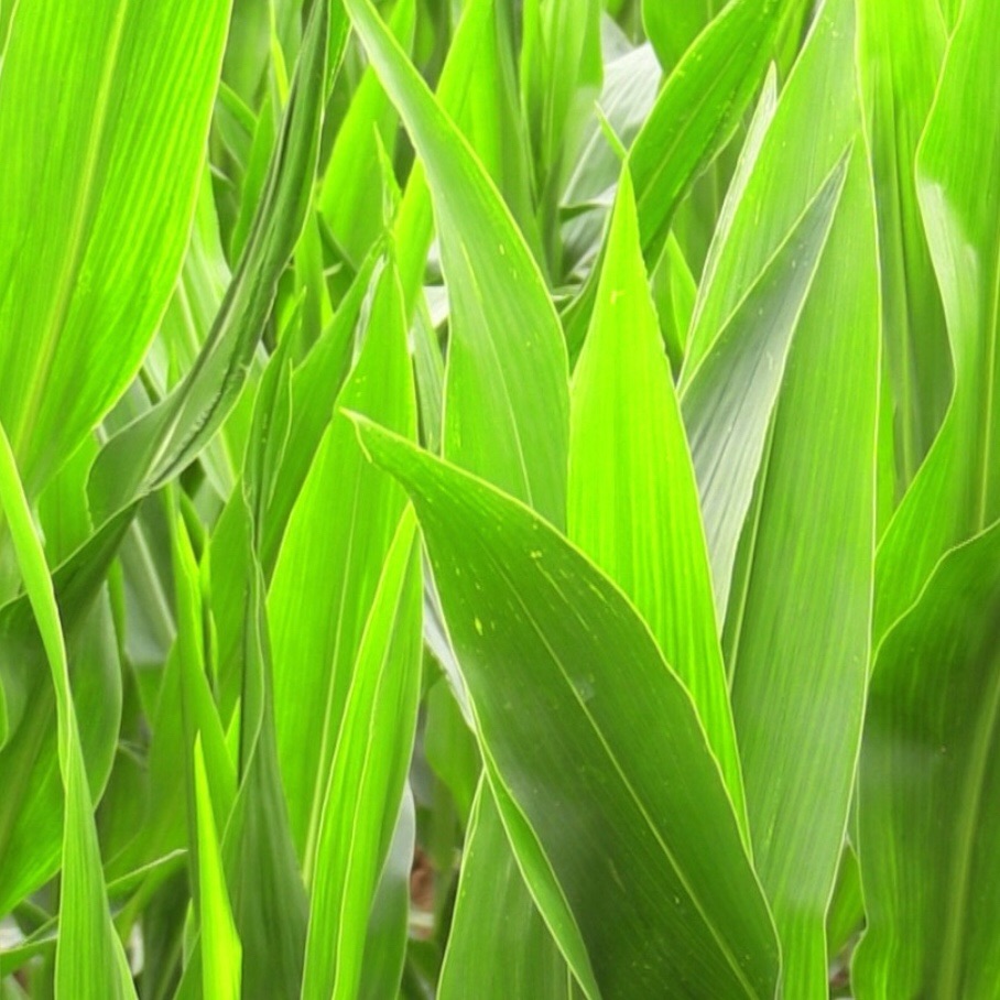 An Introduction to the Agri/Cultures Project