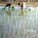India poison