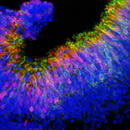 cc - di UCL News da Flickr
