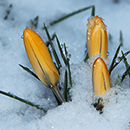 cc - foto di O.Cartu. da Flickr