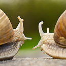 cc - foto di Mamboman1 da Flickr