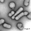 avian flu virus sem - cc - foto di uafcde da Flickr