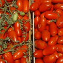 pomodori