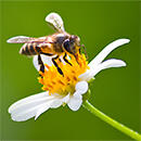 Bando Citizen Science e Scienze Sociali