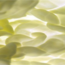 Cabbage shot 3 - opera di Caterina Saban