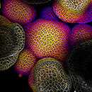Just Editing: Applying a responsible innovation approach to animal genome editing. Post Doctoral Position.