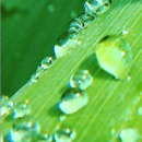 Greener Nano 2009